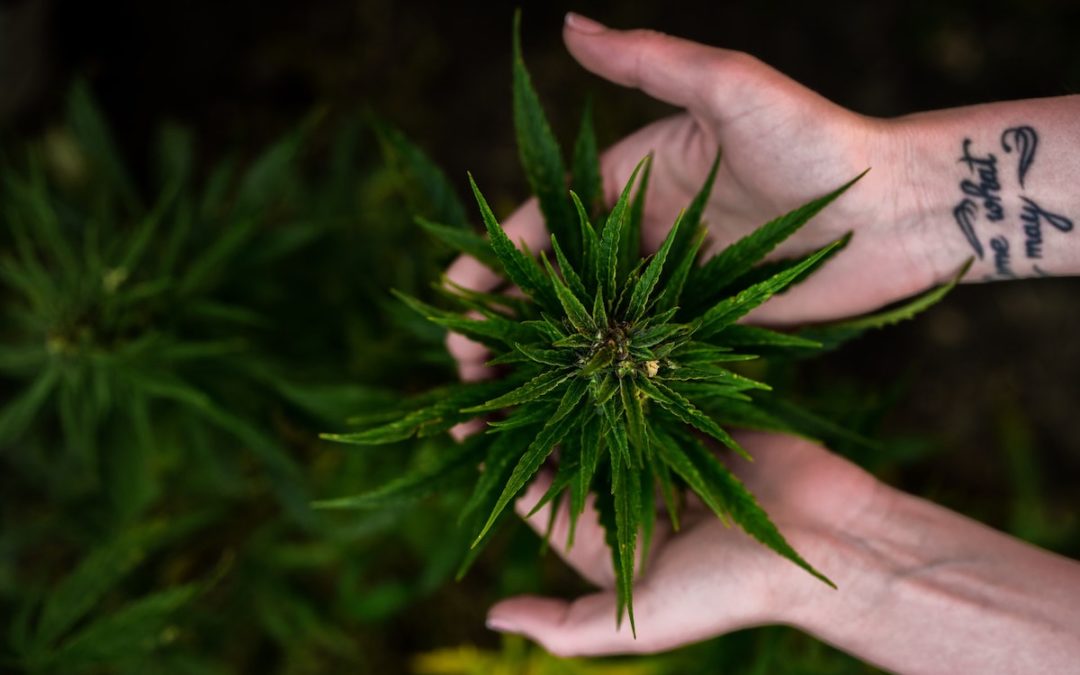 Une fleur de cannabis dans les mains d'un producteur